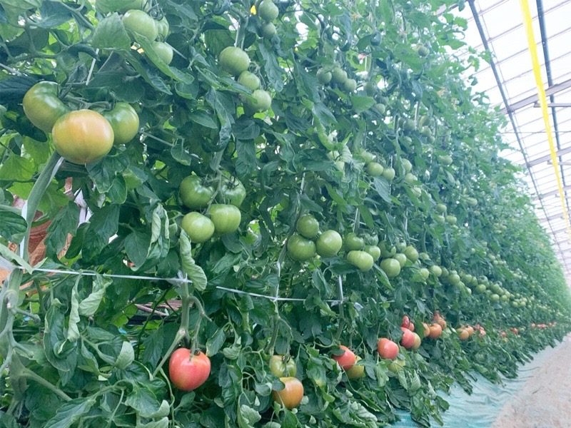 和田園芸の求人画像